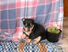 Chihuahua For Sale Mt Vernon OH Female-Gussie