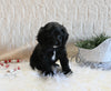 F1B Cockapoo For Sale Fresno OH Male-Shadow