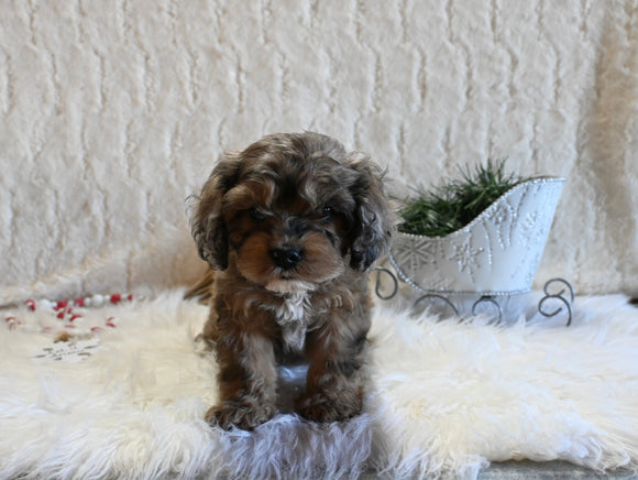 F1B Cockapoo For Sale Fresno OH Female-Marble