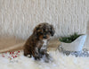 F1B Cockapoo For Sale Fresno OH Female-Marble