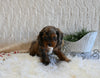 F1B Cockapoo For Sale Fresno OH Female-Shelly