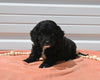 Mini Goldendoodle For Sale Millersburg OH Female-Tara