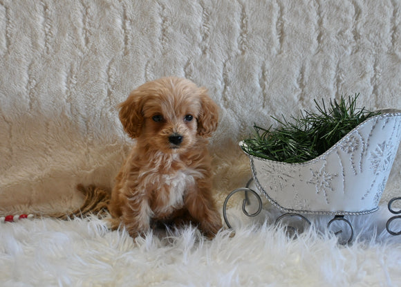 F1B Cockapoo For Sale Fresno OH Male-Nicholas