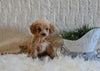 F1B Cockapoo For Sale Fresno OH Male-Nicholas