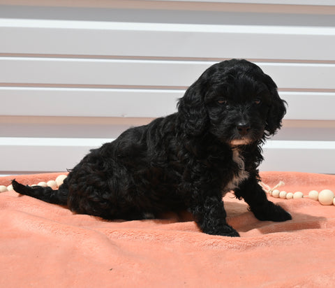 Mini Goldendoodle For Sale Millersburg OH Female-Tara