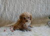 F1B Cockapoo For Sale Fresno OH Male-Nicholas