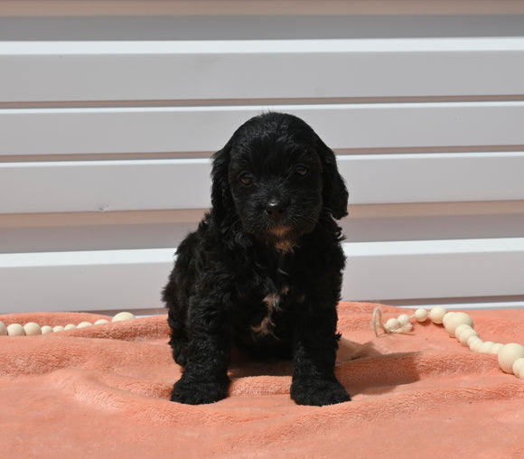 Mini Goldendoodle For Sale Millersburg OH Female-Teeny