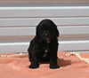 Mini Goldendoodle For Sale Millersburg OH Female-Teeny