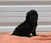 Mini Goldendoodle For Sale Millersburg OH Female-Teeny