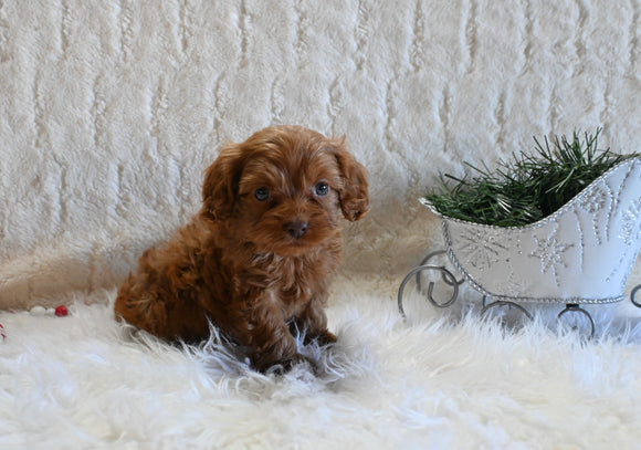 F1B Cockapoo For Sale Fresno OH Female-Penny