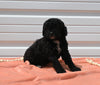 Mini Goldendoodle For Sale Millersburg OH Male-Theo