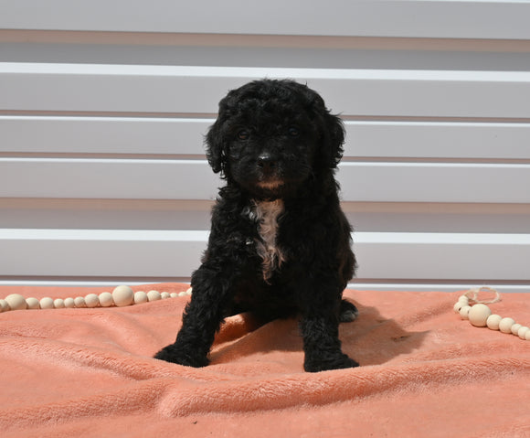 Mini Goldendoodle For Sale Millersburg OH Male-Theo