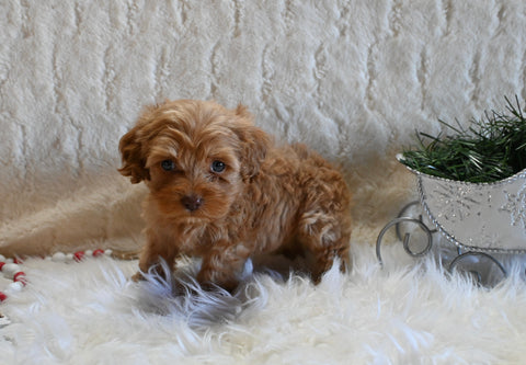 F1B Cockapoo For Sale Fresno OH Female-Peara