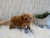 F1B Cockapoo For Sale Fresno OH Female-Peara