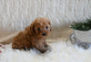 F1B Cockapoo For Sale Fresno OH Female-Paisley