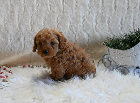 F1B Cockapoo For Sale Fresno OH Female-Paisley