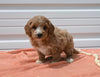 Mini Goldendoodle For Sale Millersburg OH Female-Tessa