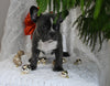 Frenchton For Sale Millersburg OH Male-Mr. Jingles