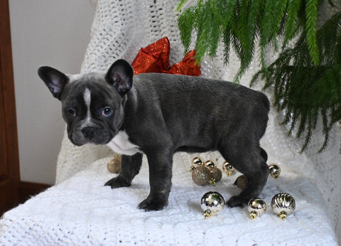 Frenchton For Sale Millersburg OH Male-Mr. Jingles