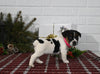 Jack Russell For Sale Millersburg OH Female-Casey