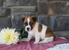 Jack Russell Terrier For Sale Holmesville OH Male-Manny