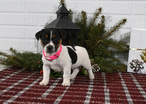 Jack Russell For Sale Millersburg OH Female-Casey