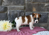 Jack Russell Terrier For Sale Holmesville OH Male-Manny