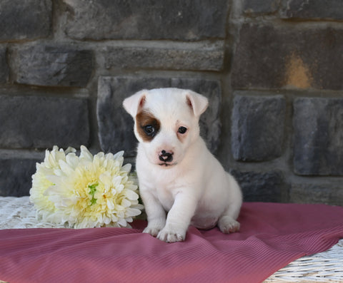 Jack Russell Terrier For Sale Holmesville OH Female-Monica