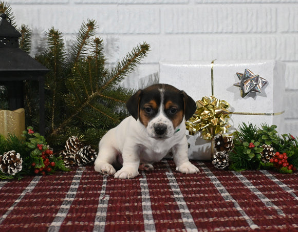 Jack Russell For Sale Millersburg OH Male-Cody