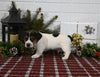 Jack Russell For Sale Millersburg OH Male-Cody