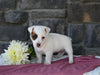 Jack Russell Terrier For Sale Holmesville OH Female-Monica