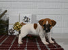 Jack Russell For Sale Millersburg OH Female-Callie