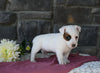 Jack Russell Terrier For Sale Holmesville OH Female-Monica