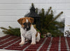 Jack Russell For Sale Millersburg OH Female-Callie