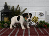 Jack Russell For Sale Millersburg OH Male-Cole