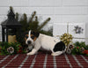 Jack Russell For Sale Millersburg OH Male-Cole