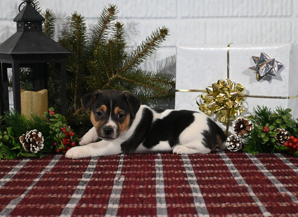 Jack Russell For Sale Millersburg OH Male-Conner