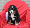 AKC Registered Bernese Mountain Dog For Sale Sugarcreek OH Female-Lilly