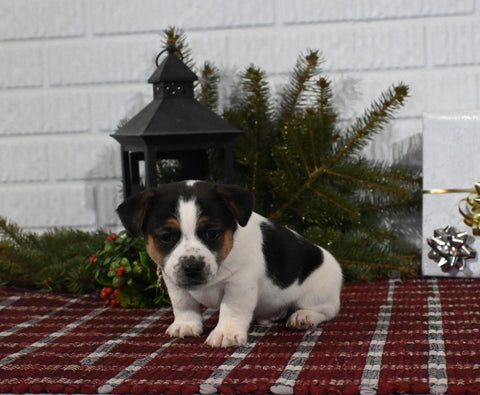 Jack Russell For Sale Millersburg OH Male-Cordell