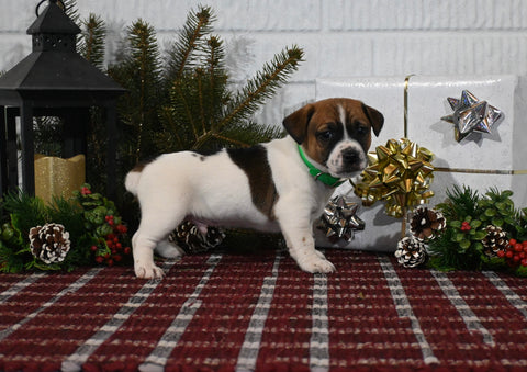 Jack Russell For Sale Millersburg OH Male-Charles