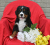 AKC Registered Bernese Mountain Dog For Sale Sugarcreek OH Male-Lance