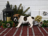 Jack Russell For Sale Millersburg OH Male-Charles