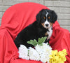 AKC Registered Bernese Mountain Dog For Sale Sugarcreek OH Male-Lance