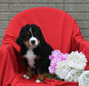 AKC Registered Bernese Mountain Dog For Sale Sugarcreek OH Female-Lexy