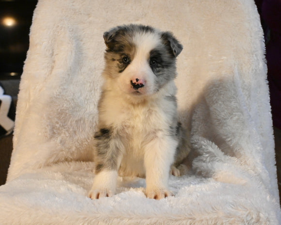 ABCA Registered Border Collie For Sale Warsaw OH Male-Oliver