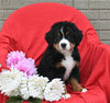 AKC Registered Bernese Mountain Dog For Sale Sugarcreek OH Female-Lexy