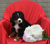 AKC Registered Bernese Mountain Dog For Sale Sugarcreek OH Female-Lexy