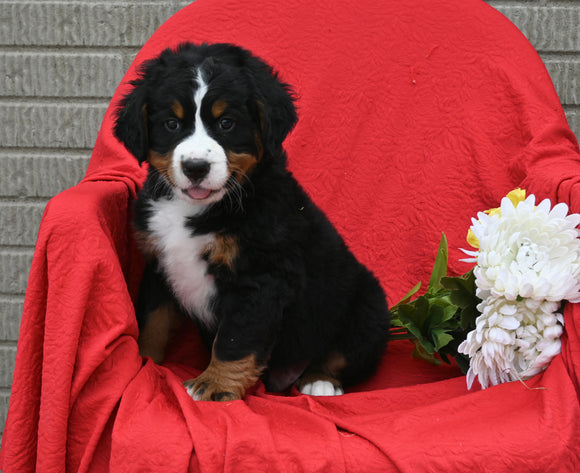 AKC Registered Bernese Mountain Dog For Sale Sugarcreek OH Male-Leo
