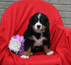 AKC Registered Bernese Mountain Dog For Sale Sugarcreek OH Female-Lola