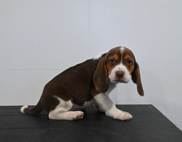 AKC Registered Beagle For Sale Applecreek OH Male-Rex